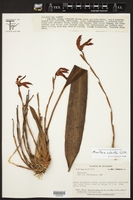Maxillaria calantha image