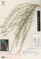 Ambrosia × platyspina image
