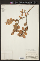 Lyonia stahlii var. costata image