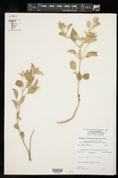 Croton pottsii var. thermophilus image