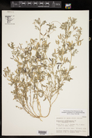 Astragalus nuttallianus var. zapatanus image
