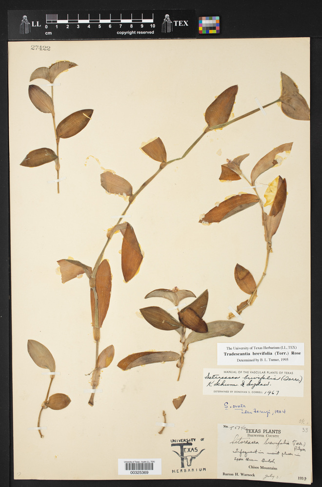 Tradescantia brevifolia image