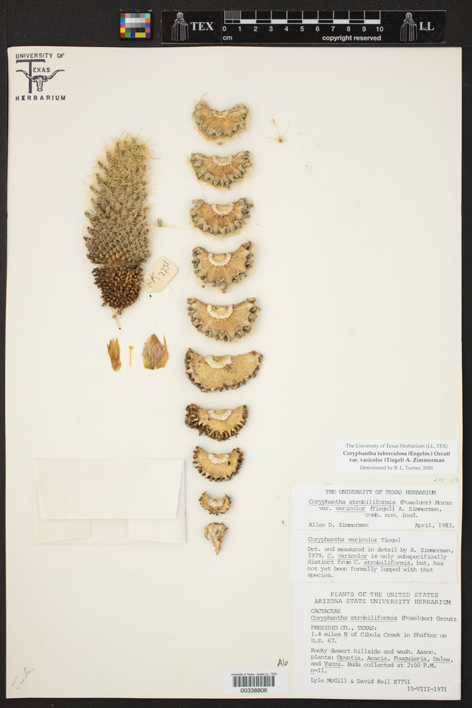 Pelecyphora tuberculosa image