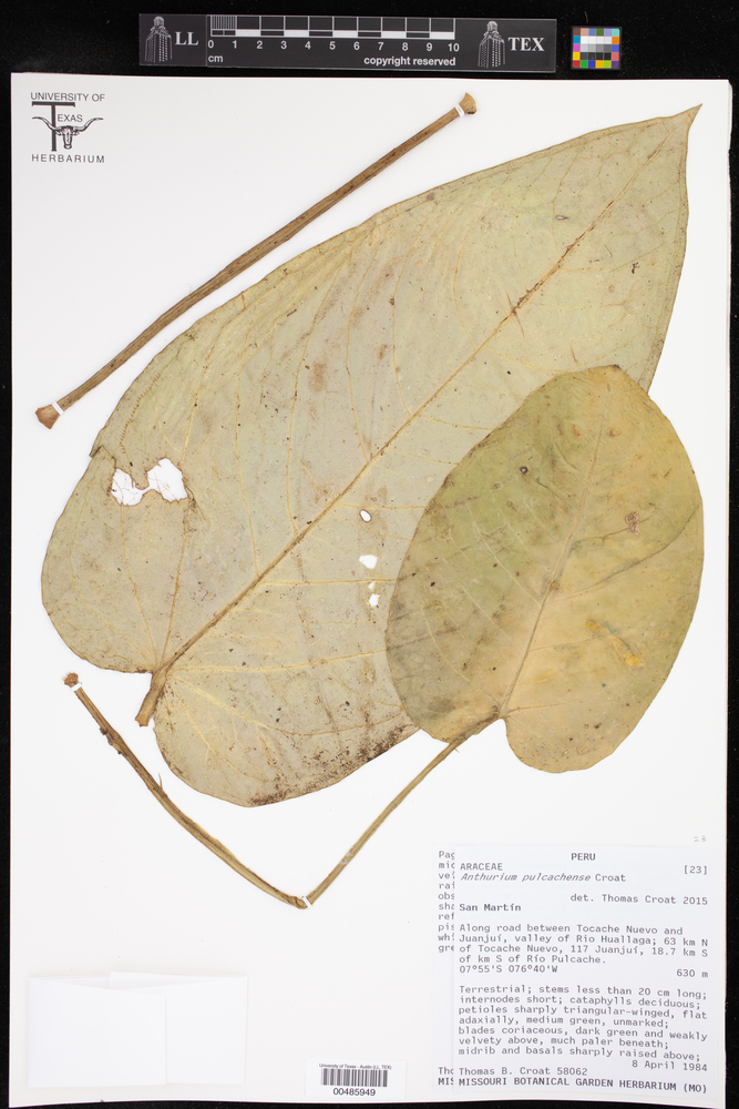 Anthurium pulcachense image