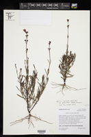 Agalinis maritima var. grandiflora image