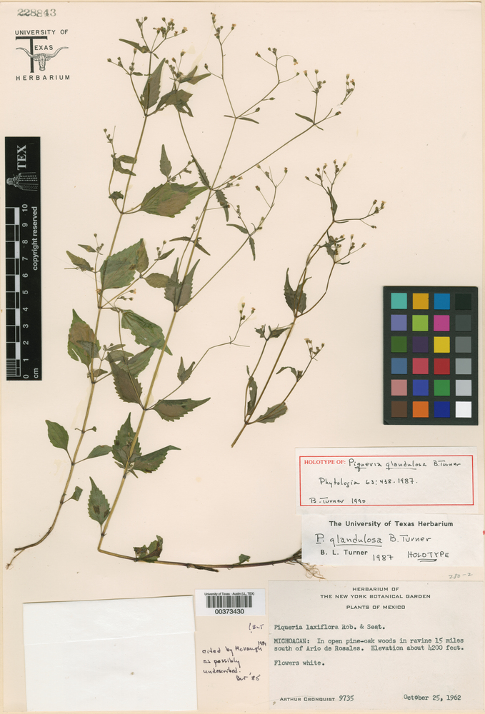 Piqueria glandulosa image