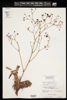 Eriogonum alatum var. glabriusculum image