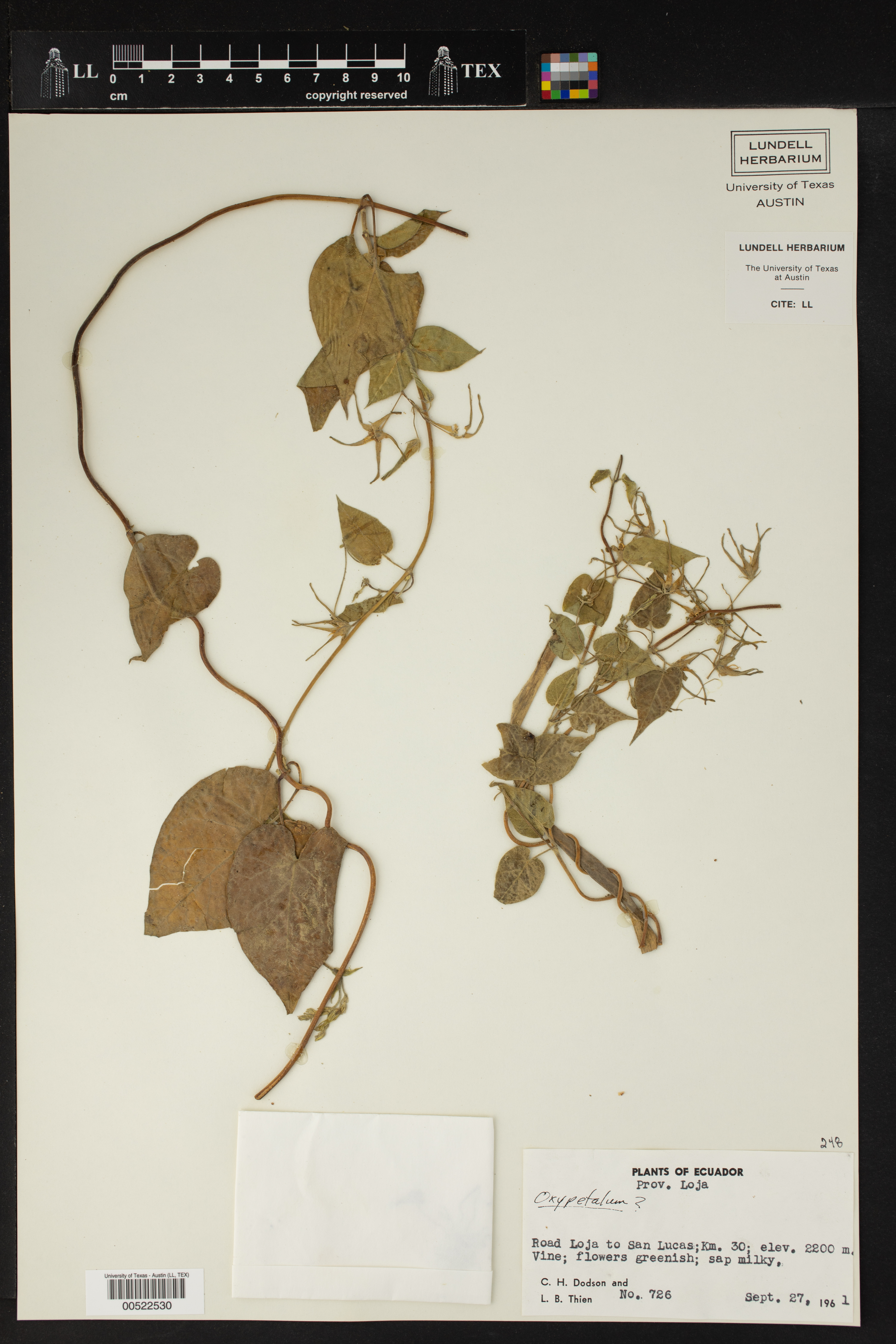 Oxypetalum image