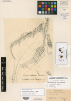Desmanthodium perfoliatum image