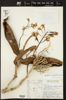 Image of Epidendrum bracteatum