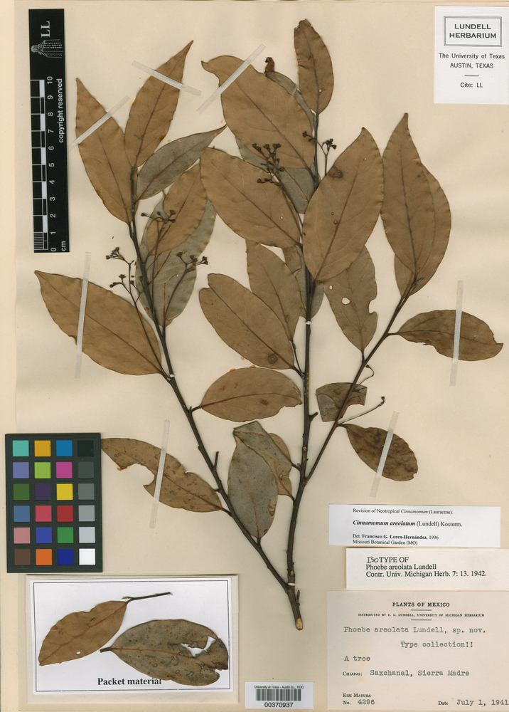 Cinnamomum areolatum image