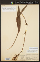 Platanthera chapmanii image