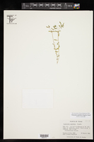 Euphorbia peplidion image