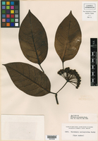 Marsdenia asclepioidea image