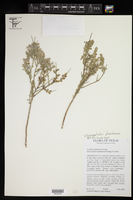 Glossopetalon spinescens image