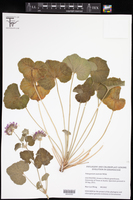 Image of Pelargonium australe