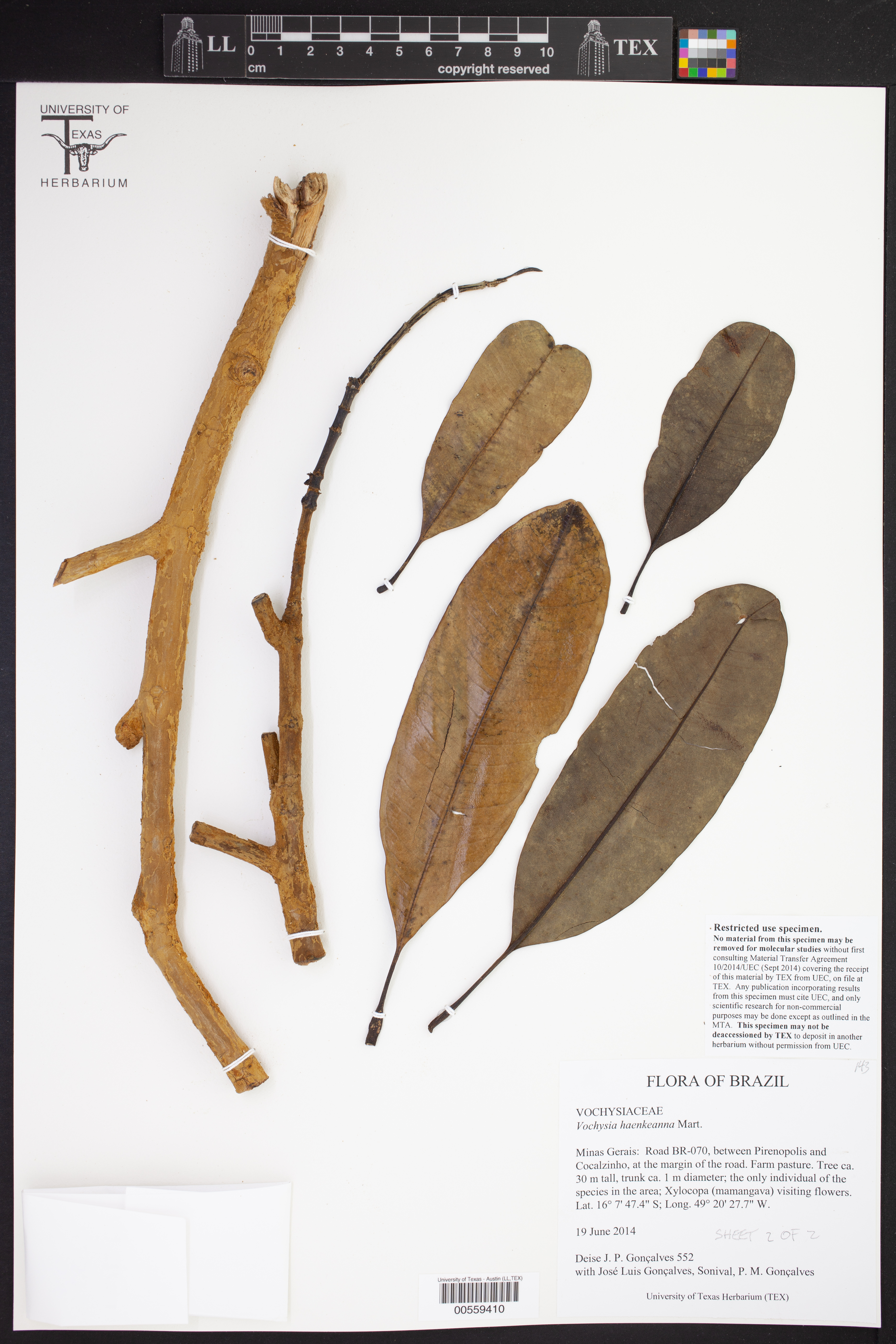 Vochysia haenkeana
