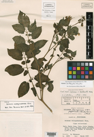 Solanum berthaultii image