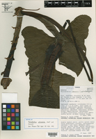 Philodendron cotonense image