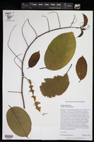 Image of Passiflora ambigua