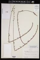 Oenothera podocarpa image