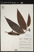 Image of Psammisia breviflora