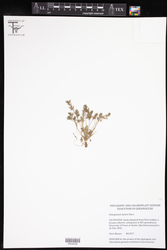 Pelargonium hystrix image