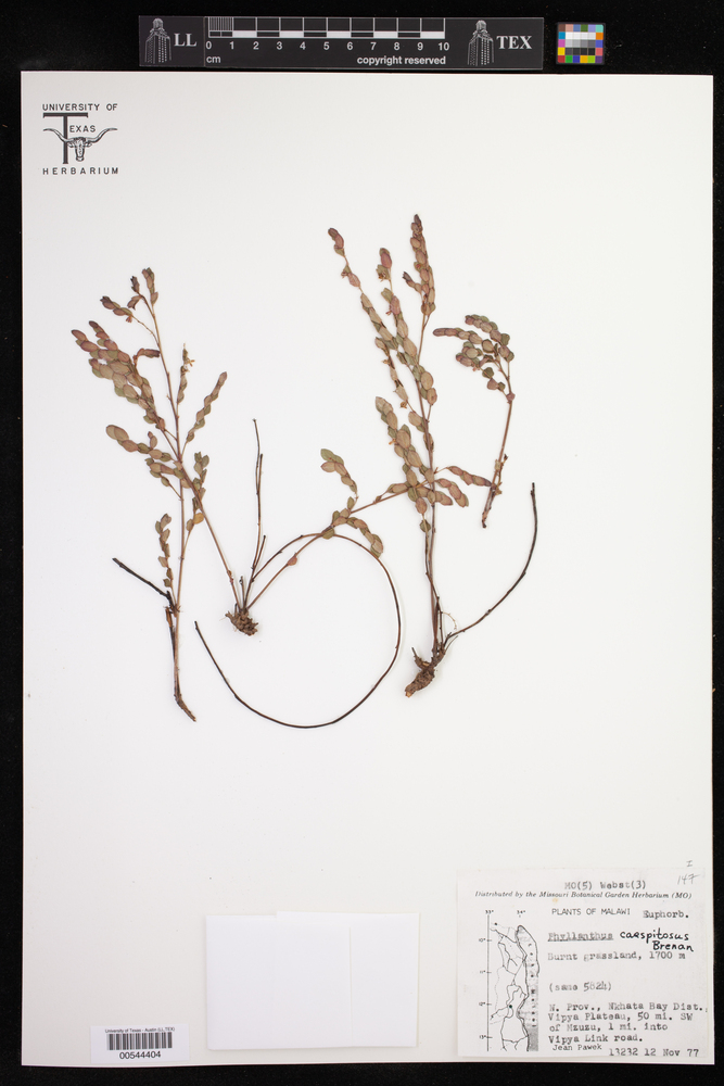 Phyllanthus caespitosus image