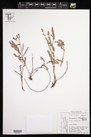 Image of Phyllanthus caespitosus