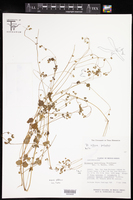 Drymaria villosa subsp. palustris image