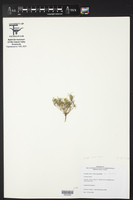 Pectis angustifolia var. tenella image