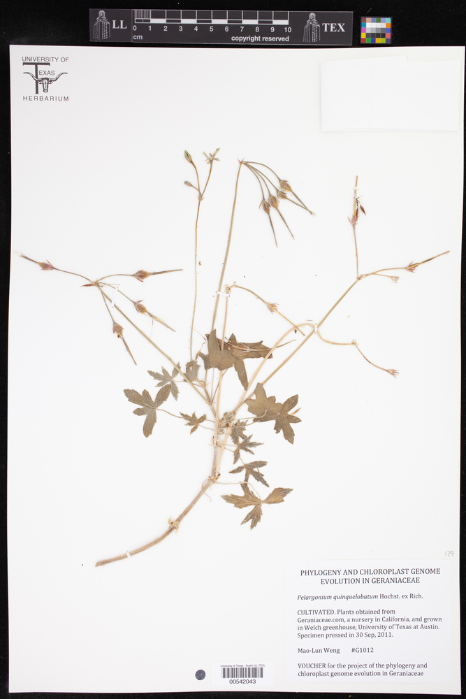 Pelargonium quinquelobatum image