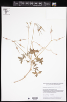Image of Pelargonium quinquelobatum