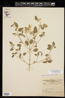 Croton lindheimerianus var. lindheimerianus image