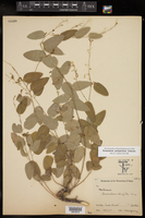 Desmodium psilophyllum image
