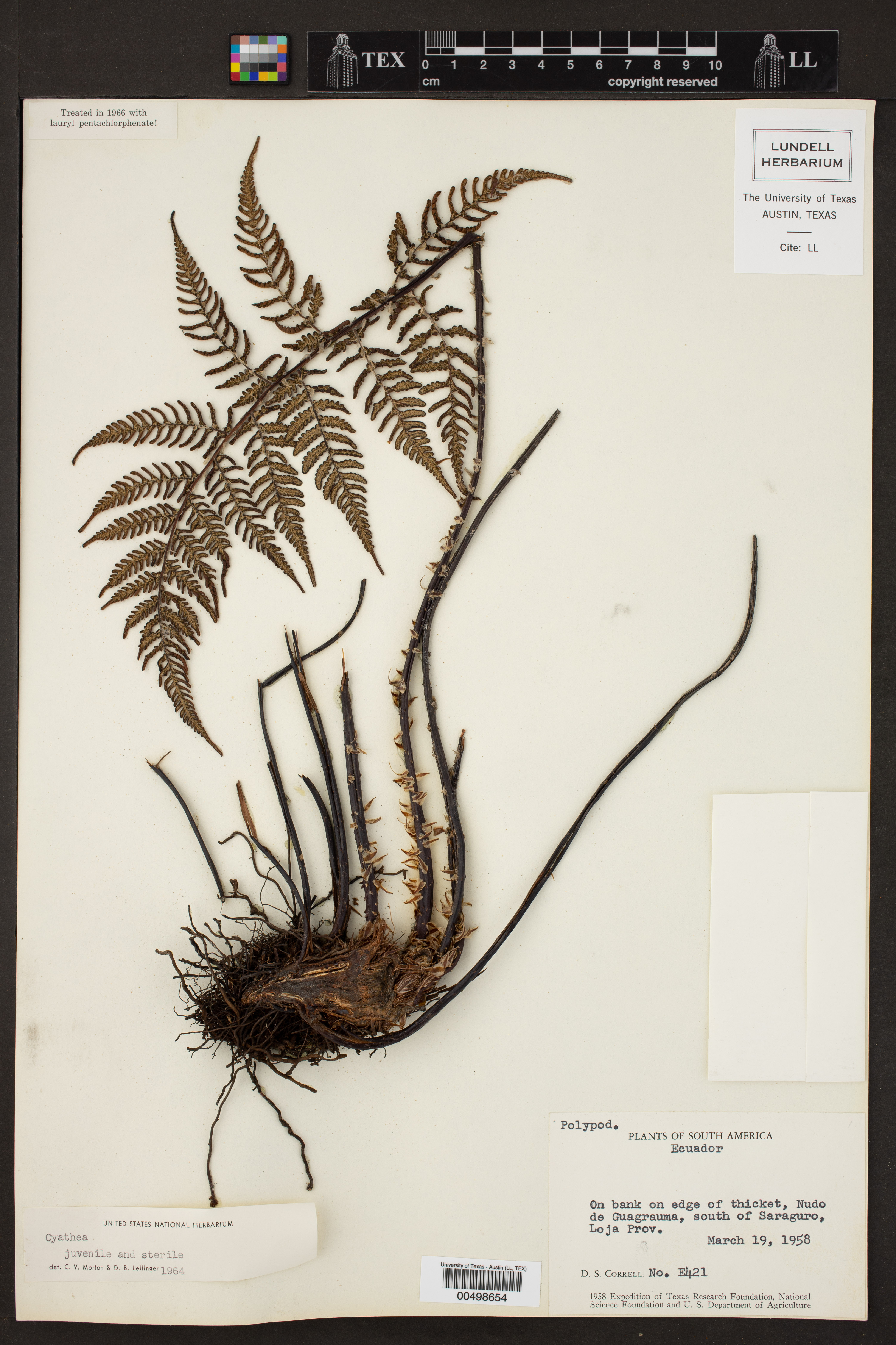 Cyathea image