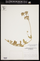 Conoclinium betonicifolium image