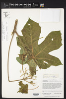 Cnidoscolus multilobus subsp. hirtiflorus image