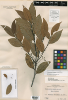 Cinnamomum areolatum image