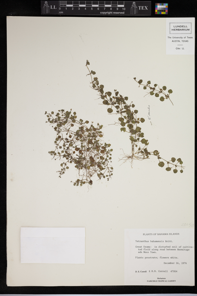 Tetranthus bahamensis image