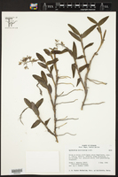 Image of Epidendrum brevivenium