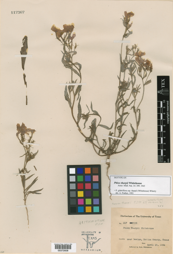 Phlox glabriflora subsp. tharpii image