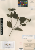 Lasianthaea squarrosa image