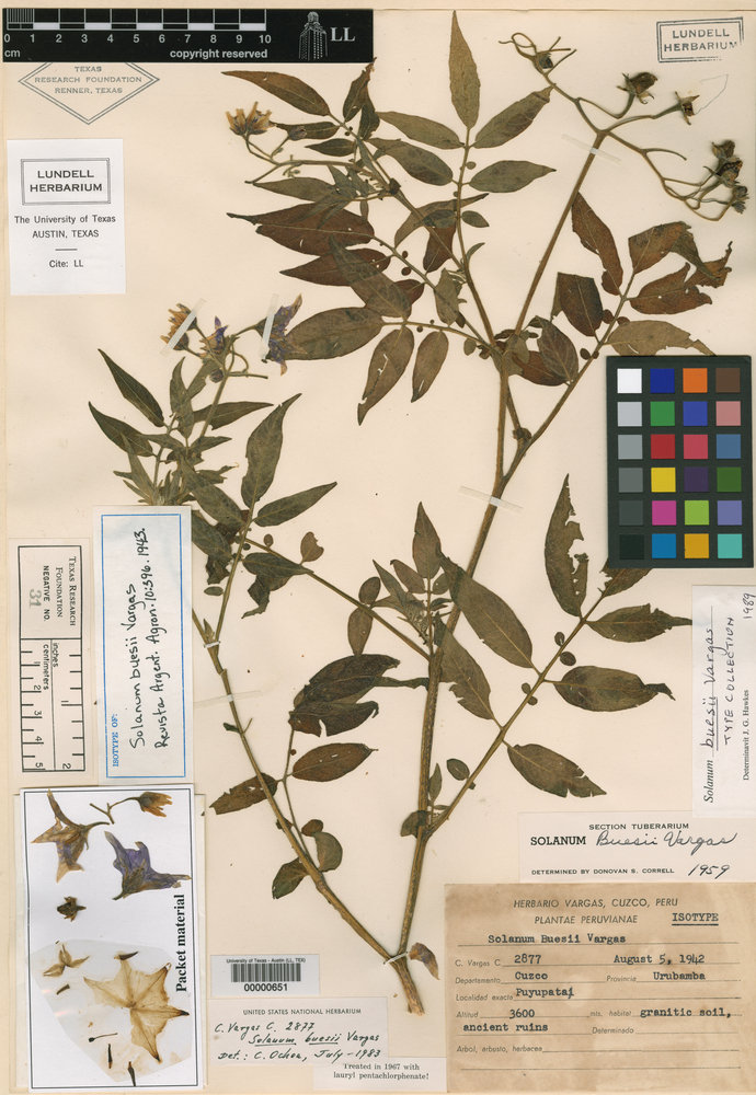 Solanum buesii image