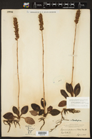 Neottia pubescens image