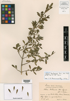 Salvia tortuensis image