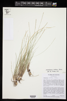 Muhlenbergia villiflora image