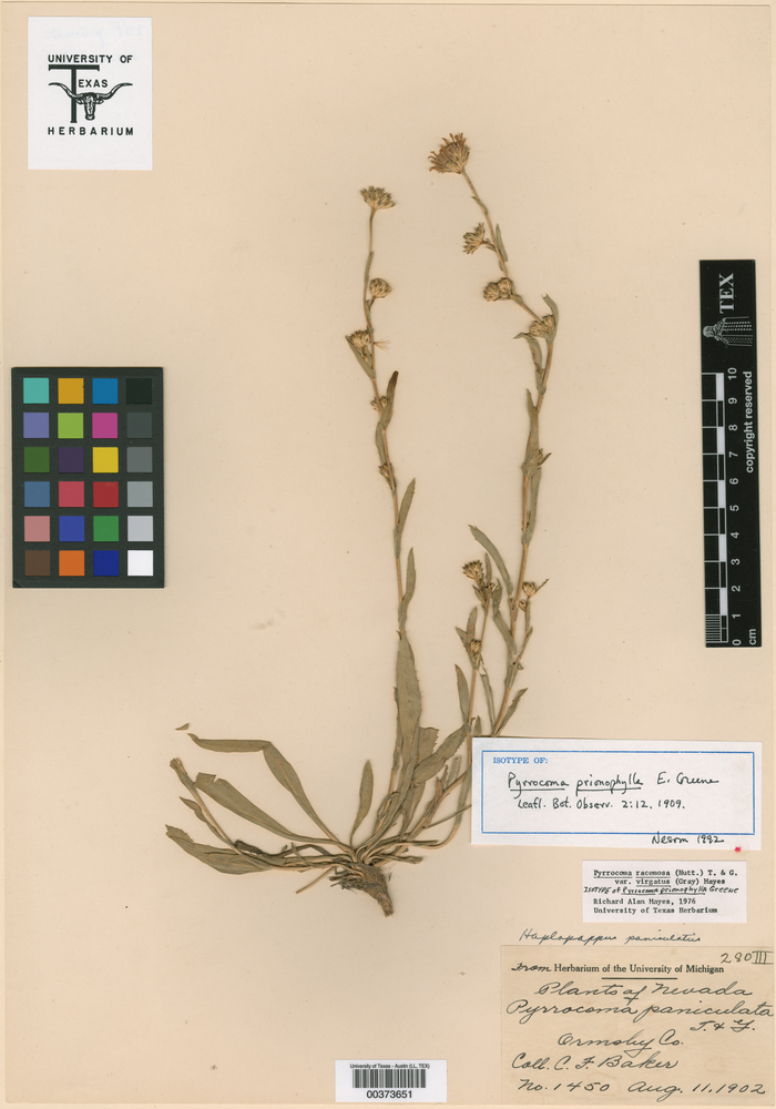 Pyrrocoma racemosa var. virgata image