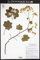 Roldana platanifolia image