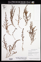 Phyllanthus caroliniensis subsp. stenopterus image